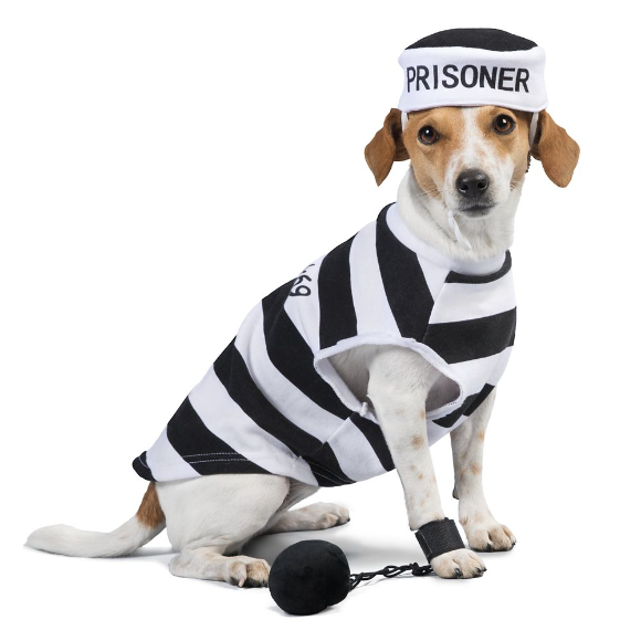    Thrills & Chills™ Halloween Prisoner Pet Costume at Pet Smart   
